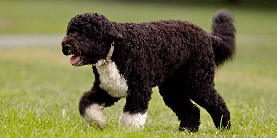 Portuguese Water Dog picture