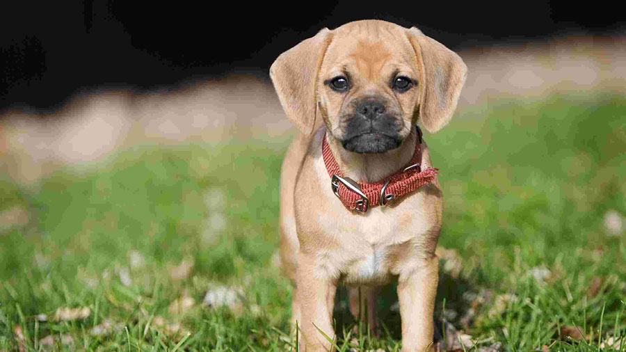 Puggle picture