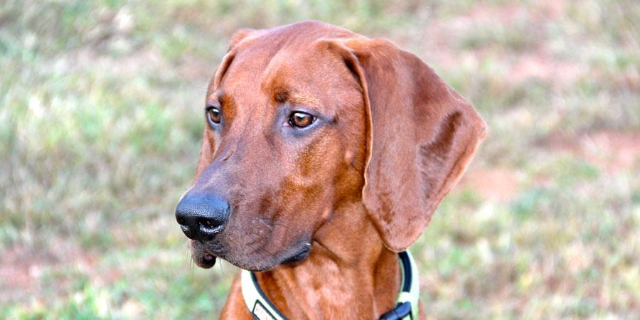 Redbone Coonhound picture