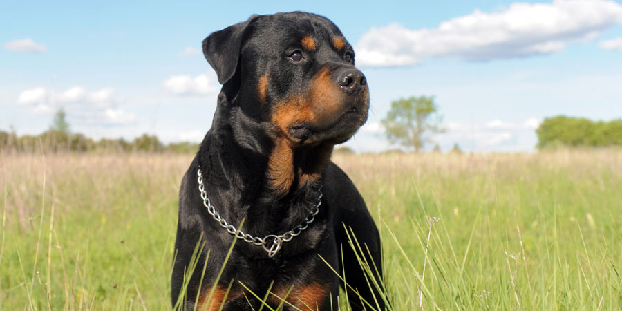 Rottweiler picture
