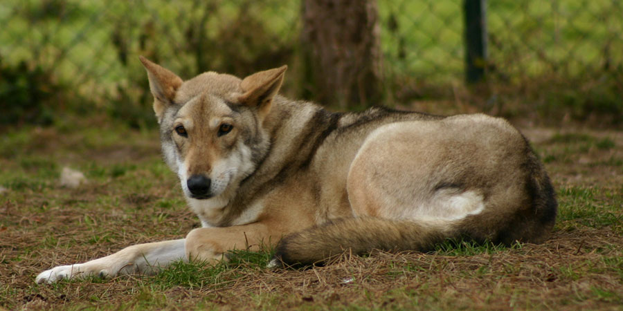 Saarloos wolfdog picture