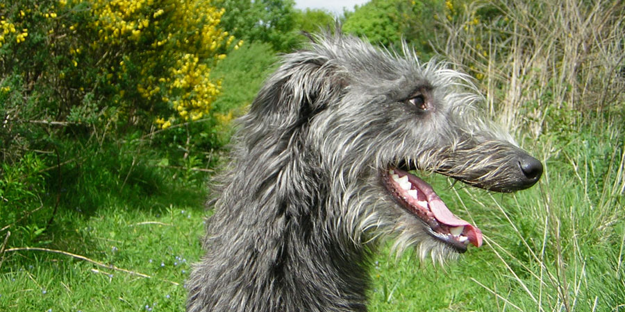 Scottish Deerhound picture
