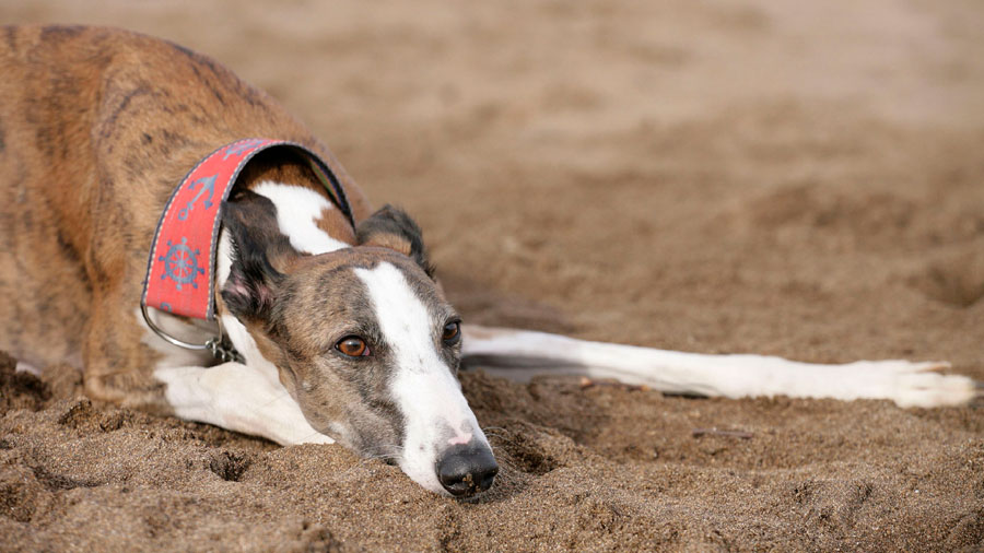 Spanish Greyhound picture