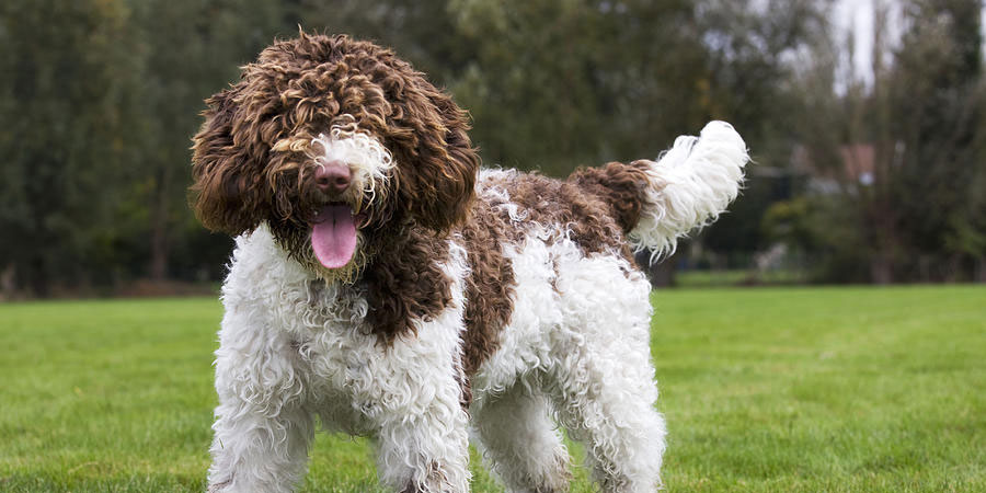 Spanish Water Dog picture