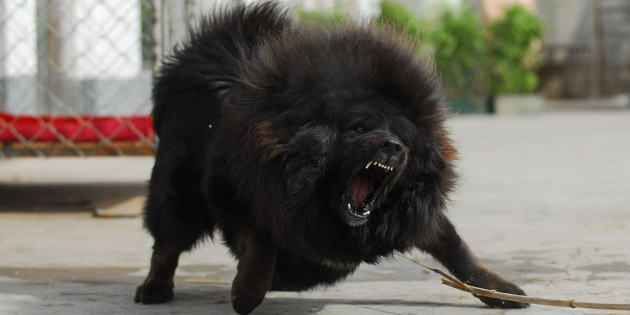Tibetan Mastiff picture