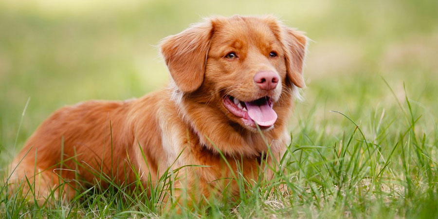 nova scotia duck tolling terrier