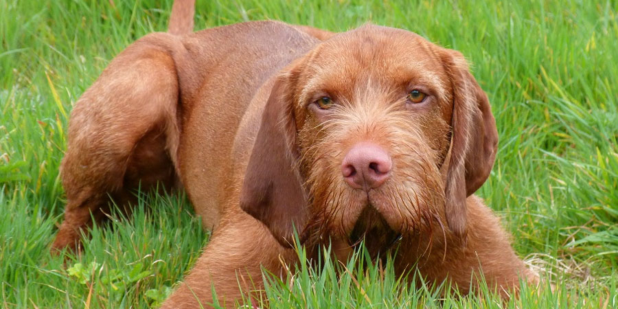 Wirehaired Vizsla picture