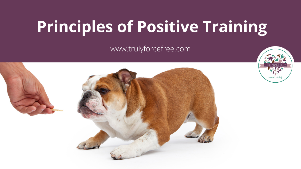Principles of Positive Training Webinar picture