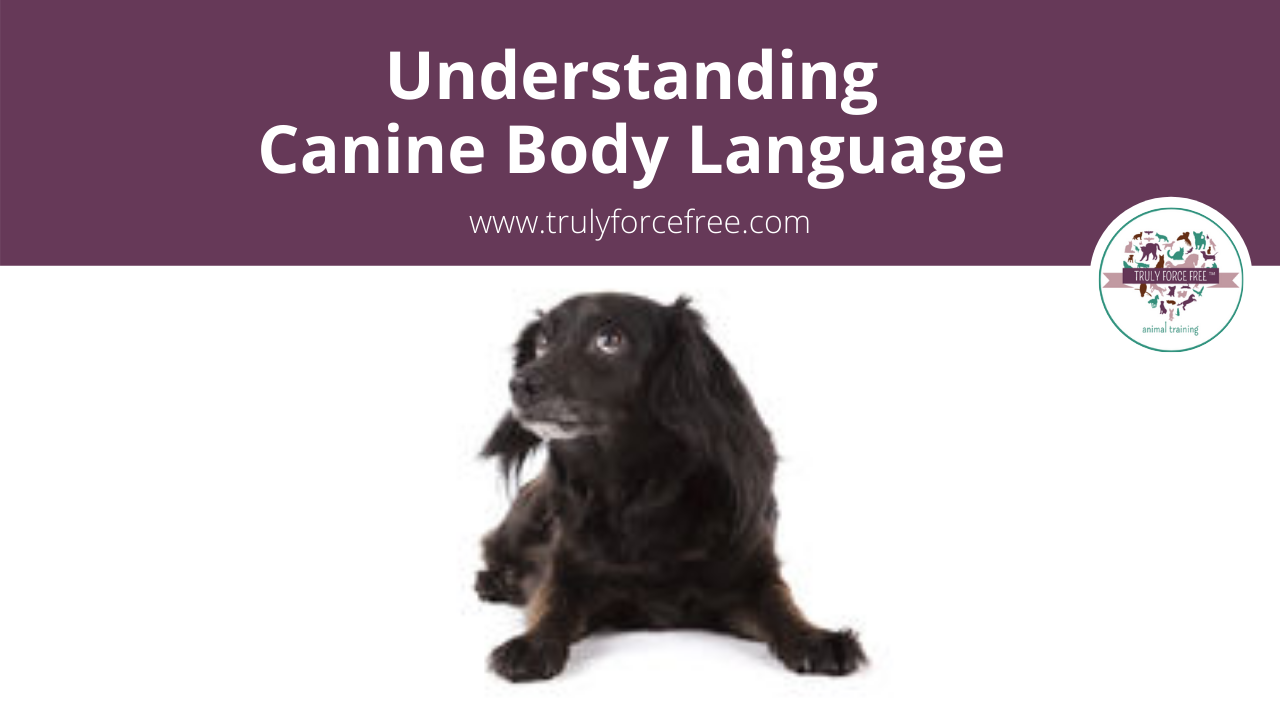 Understanding Canine Body Language Webinar picture