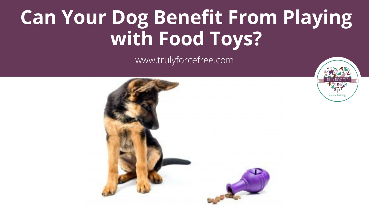 Can Your Dog Benefit From Playing With Food Toys? Webinar picture