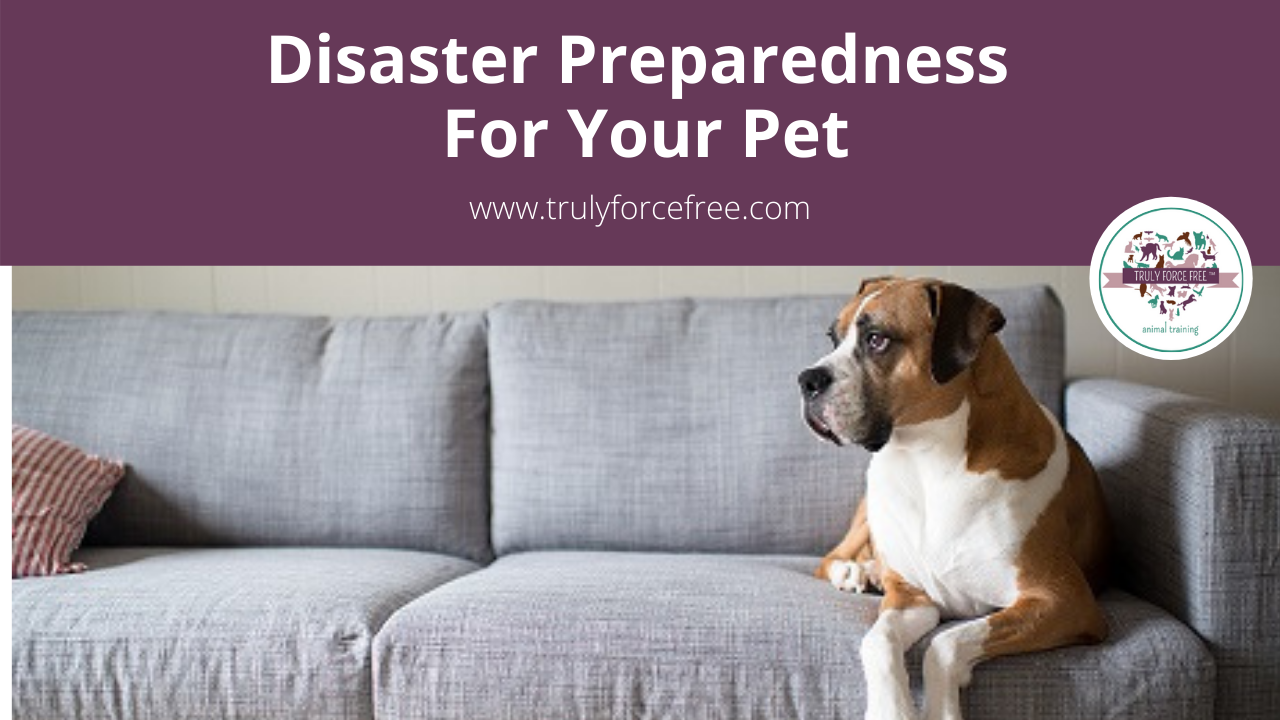 Disaster Preparedness for Your Pet Webinar picture