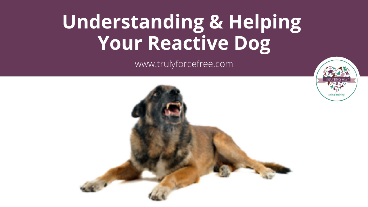 Understanding and Helping your Reactive Dog Webinar picture
