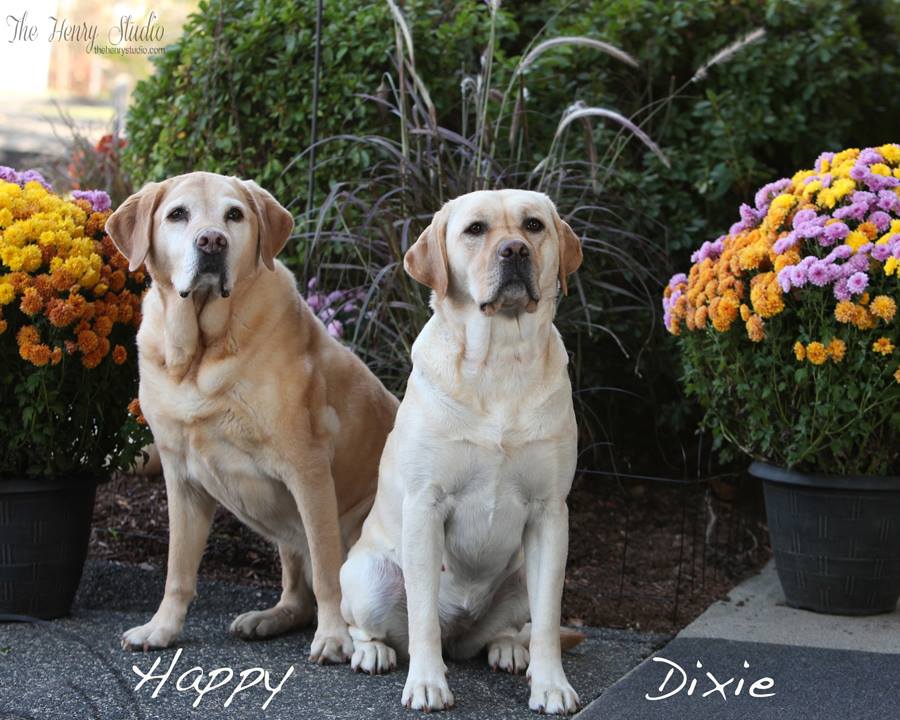 The Happy Retriever picture