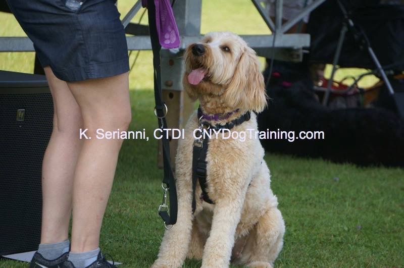 CNY Canine Coaching Karen Serianni, CPDT-KA picture