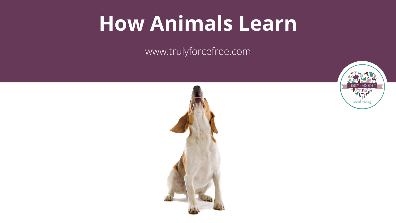 How Animals Learn picture