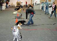 Dancin Woofs Training picture